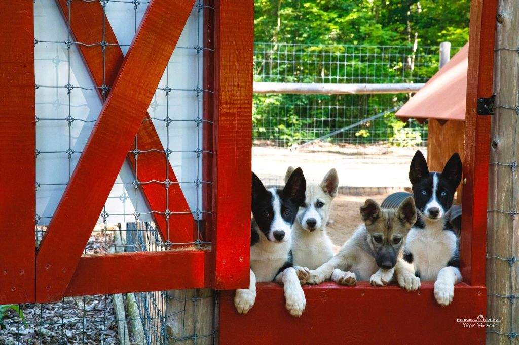 Sled Dog Camp by Monika Kross