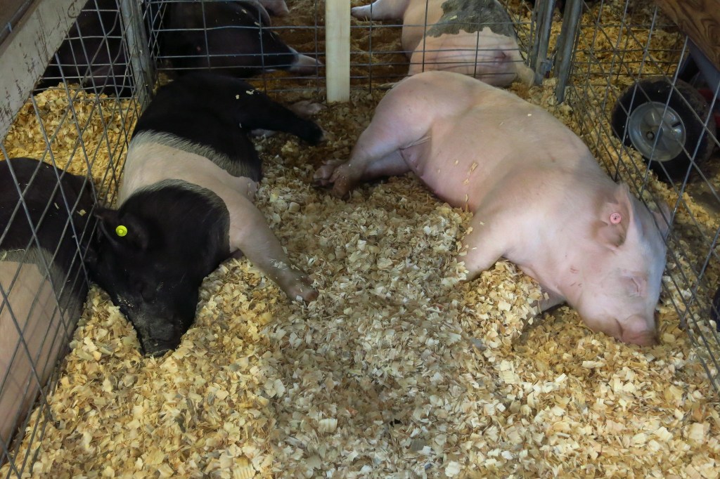 Pigs Chillaxing by John Gagnon