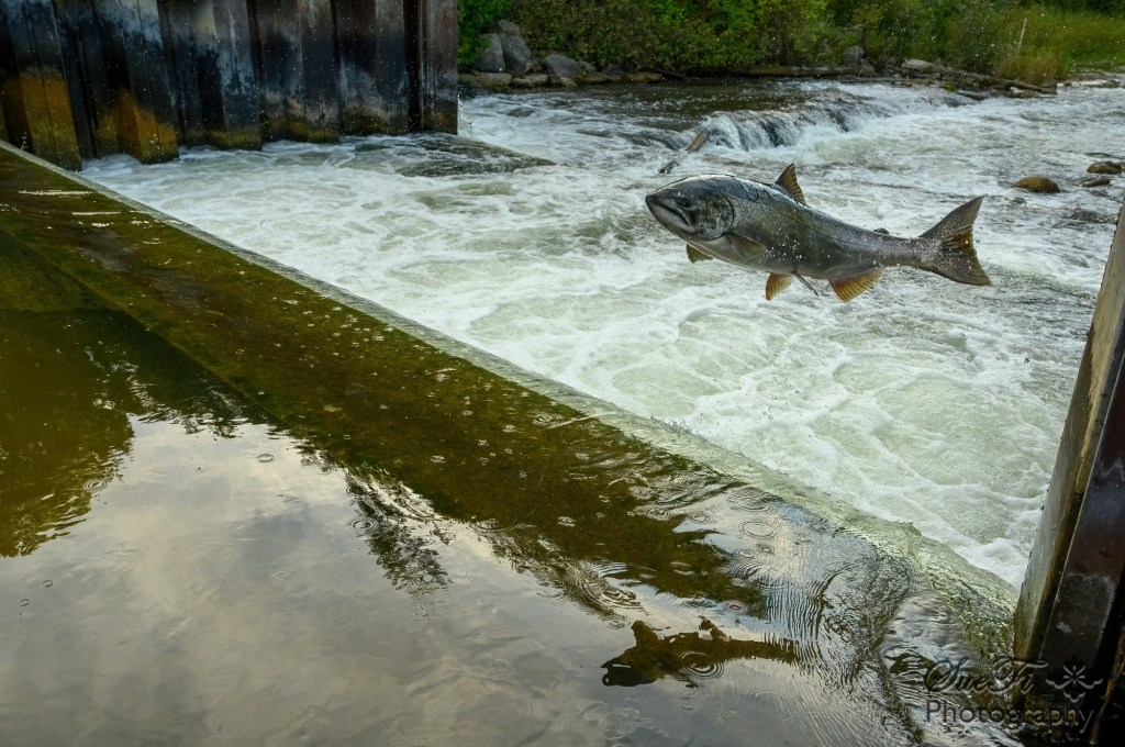 Overcoming Obstacles by SueFi Photography