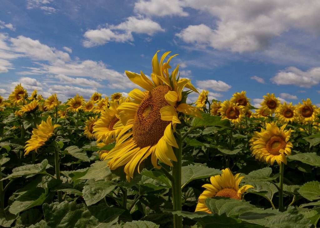 Somewhere you feel free by JP