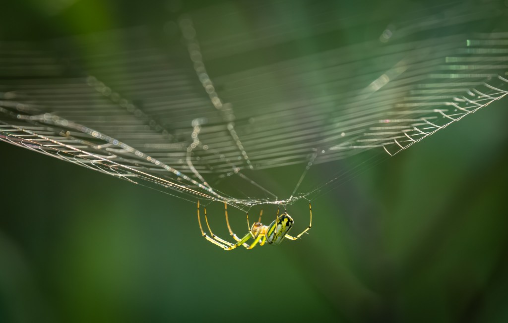 Spider & Web by David Marvin