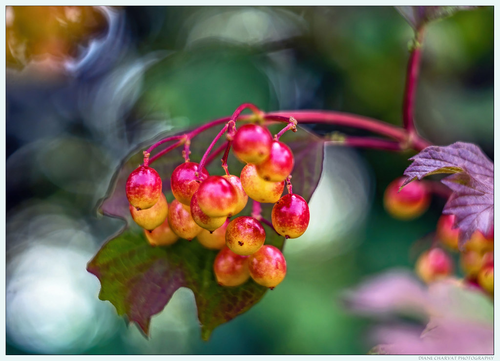 Betsie Valley Highbush Cranberry by Diane Charvat
