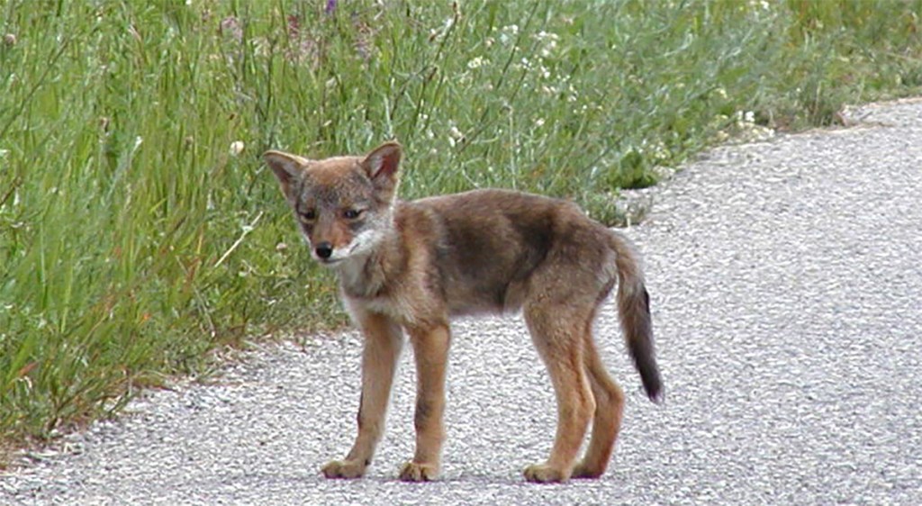 Coyote Pup by Andrew McFarlane