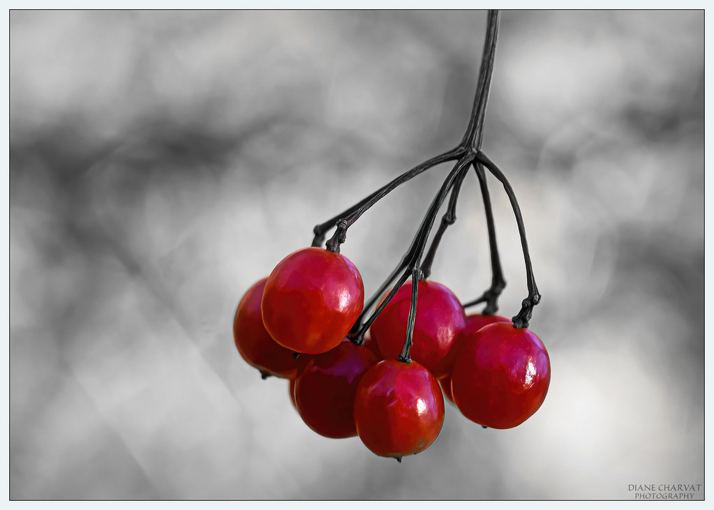 Highbush Cranberry by Diane Charvat