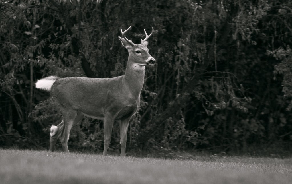 No Velvet by Andrew I