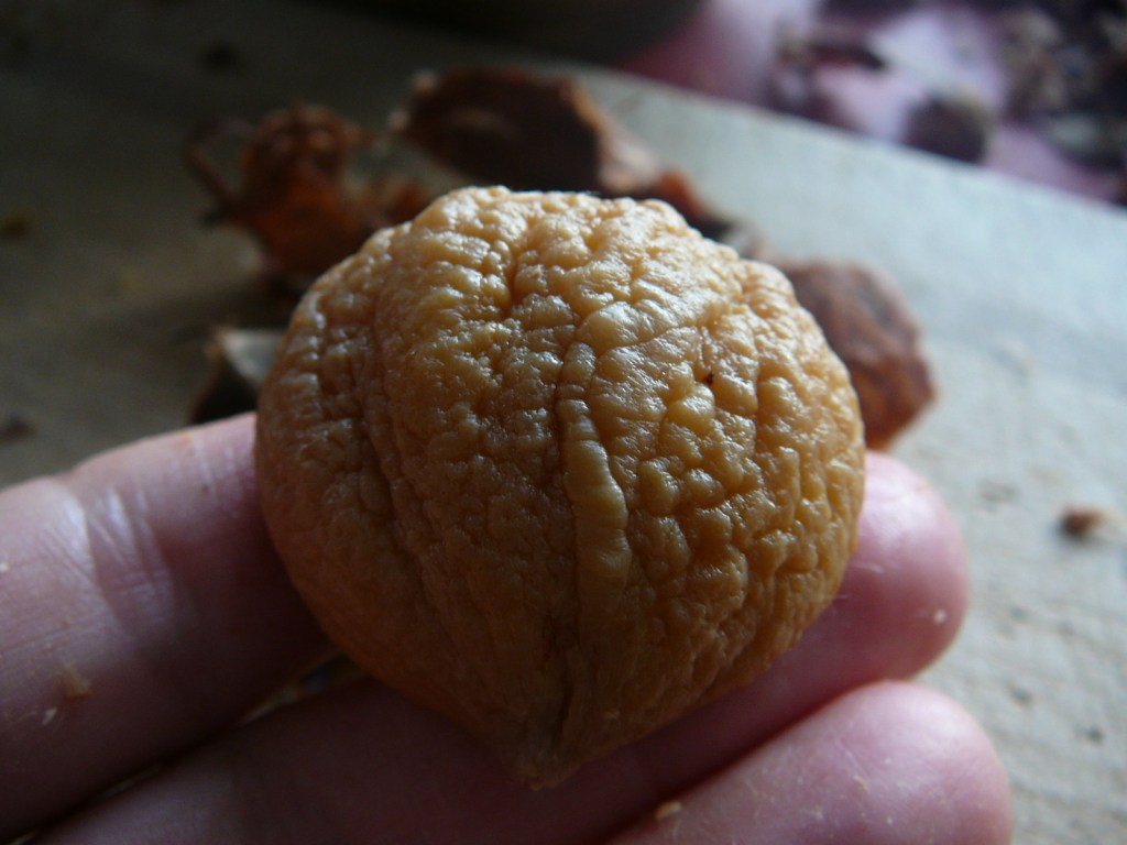 Peeled Chestnut by Julie Weatherbee