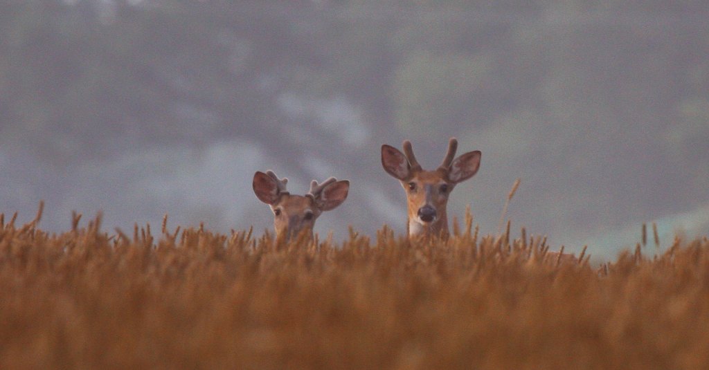 Wheat Bucks by Andrew I