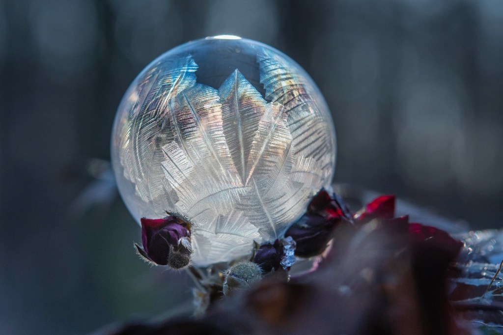 Frozen bubble on geraniums by Cathy B