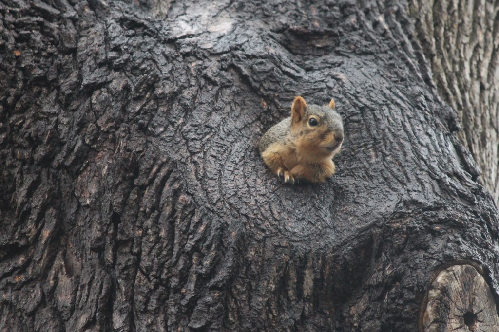 Best Squirrel House at the University of Michigan by Corey Seeman