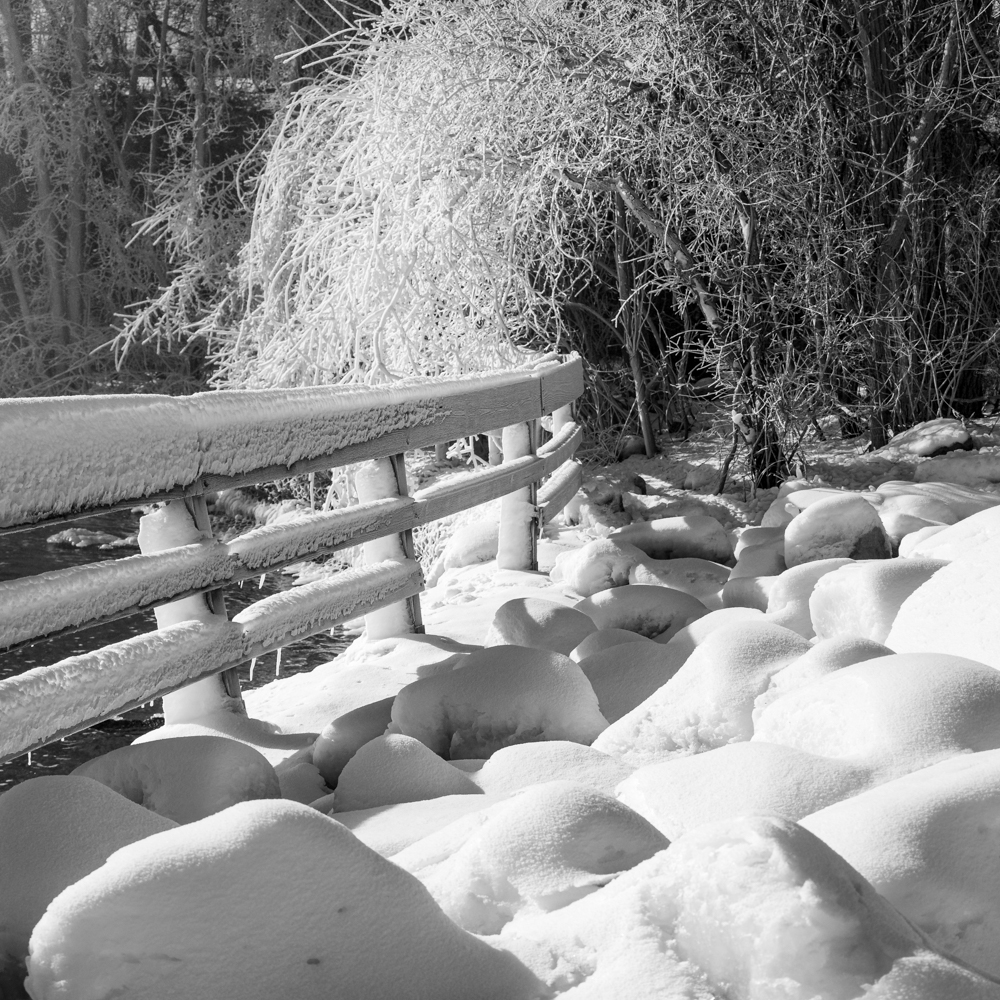 Frosty by Bruce Bertz