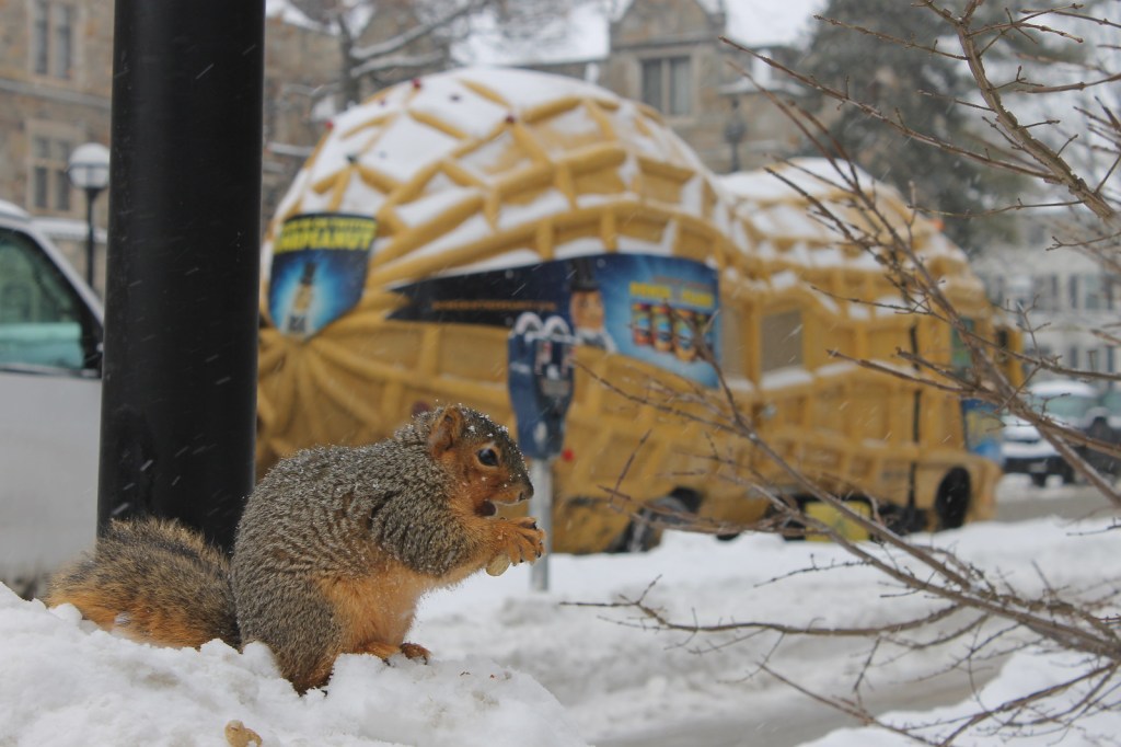 Squirrels on a Snowy Winter's Day at the University of Michigan by Corey Seeman
