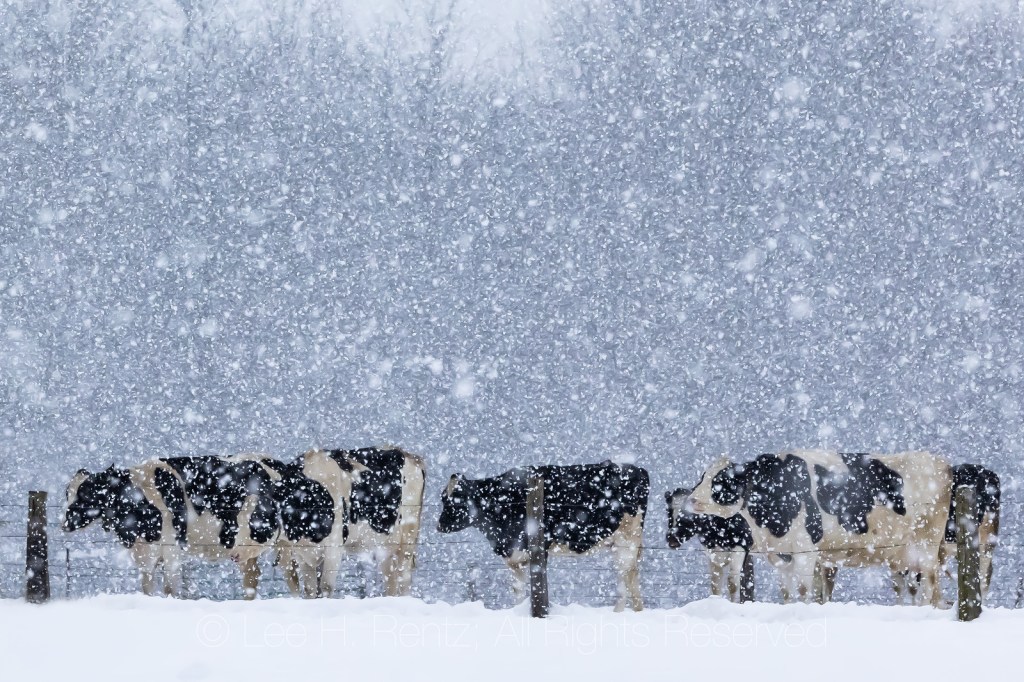 Holstein Cattle in Michigan by Lee Rentz