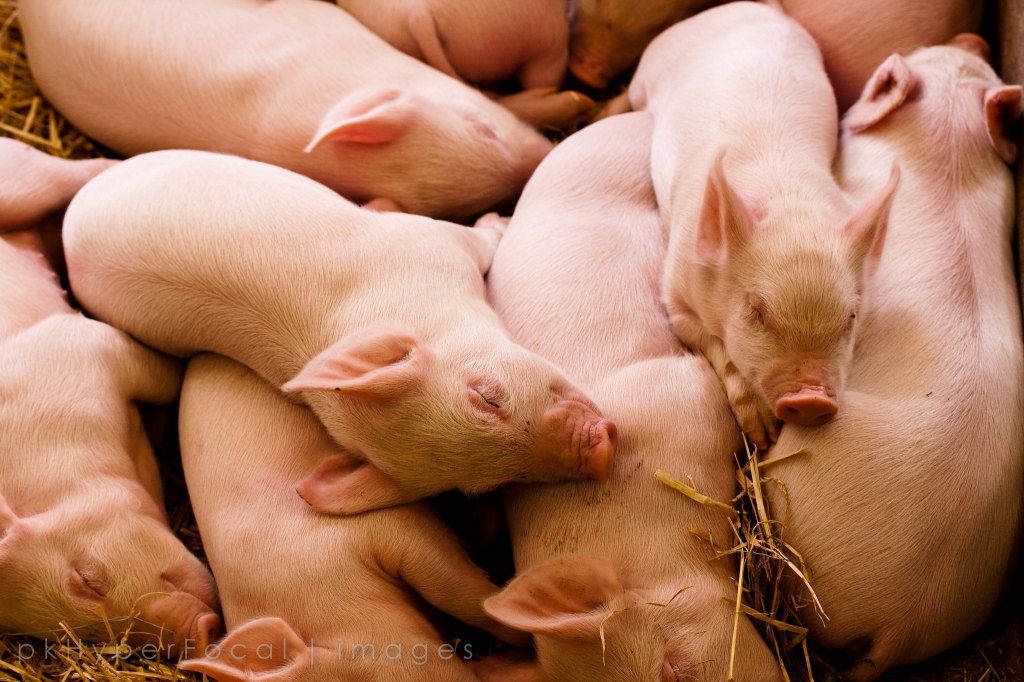 Pile o Pigs by pk Hyperfocal