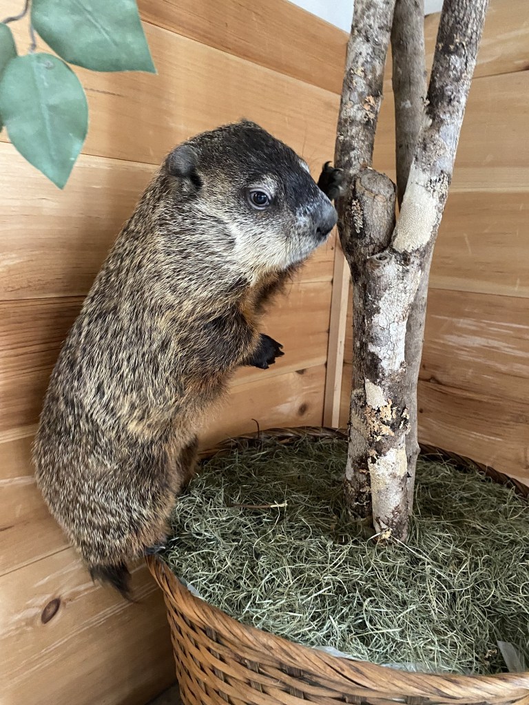  Woody the Woodchuck by Howell Nature Center