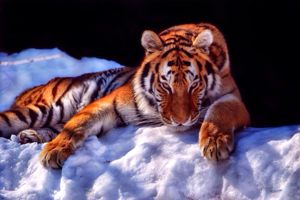 Amur Tiger I by tweetybird42766
