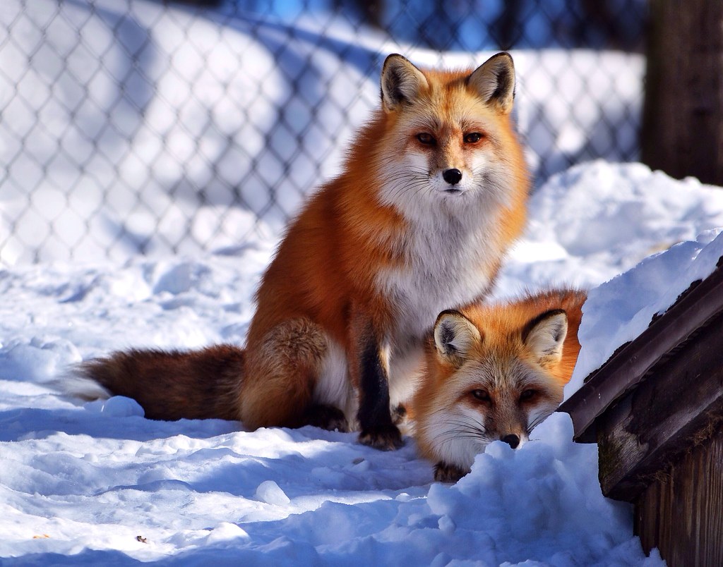 Red Fox at Howell Nature Center by tweetybird42766