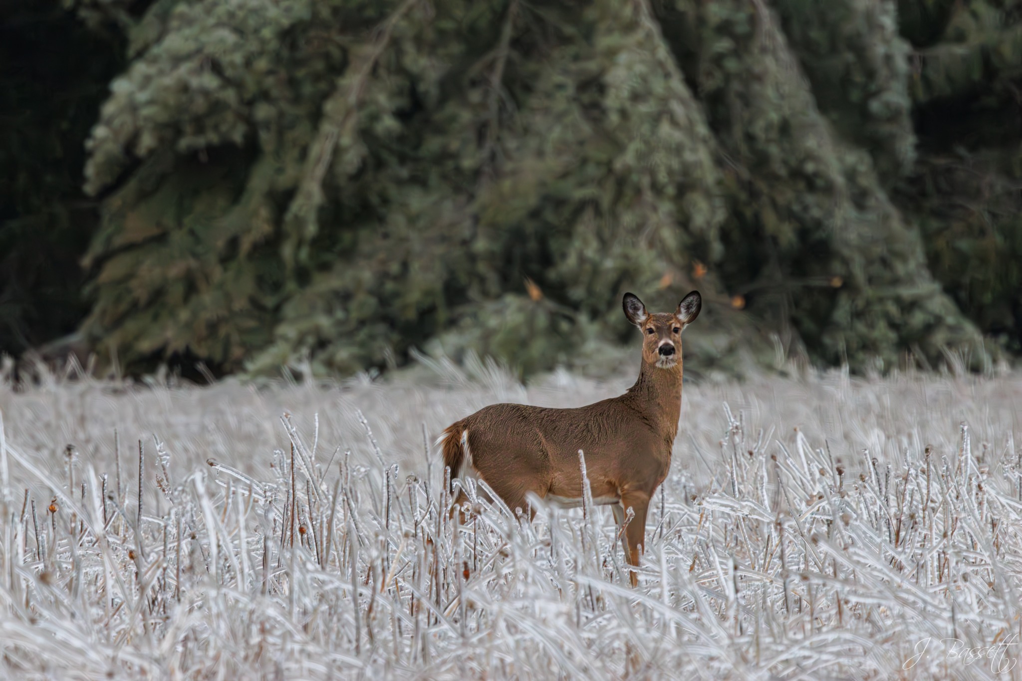 Deer in the ice storm by Jeremy Bassett