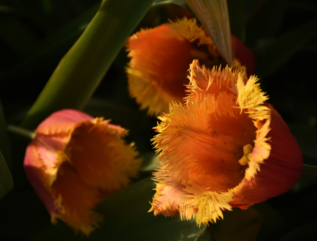 Tulip Time Photo Walk by Donna Henderson/Tulip Time Festival