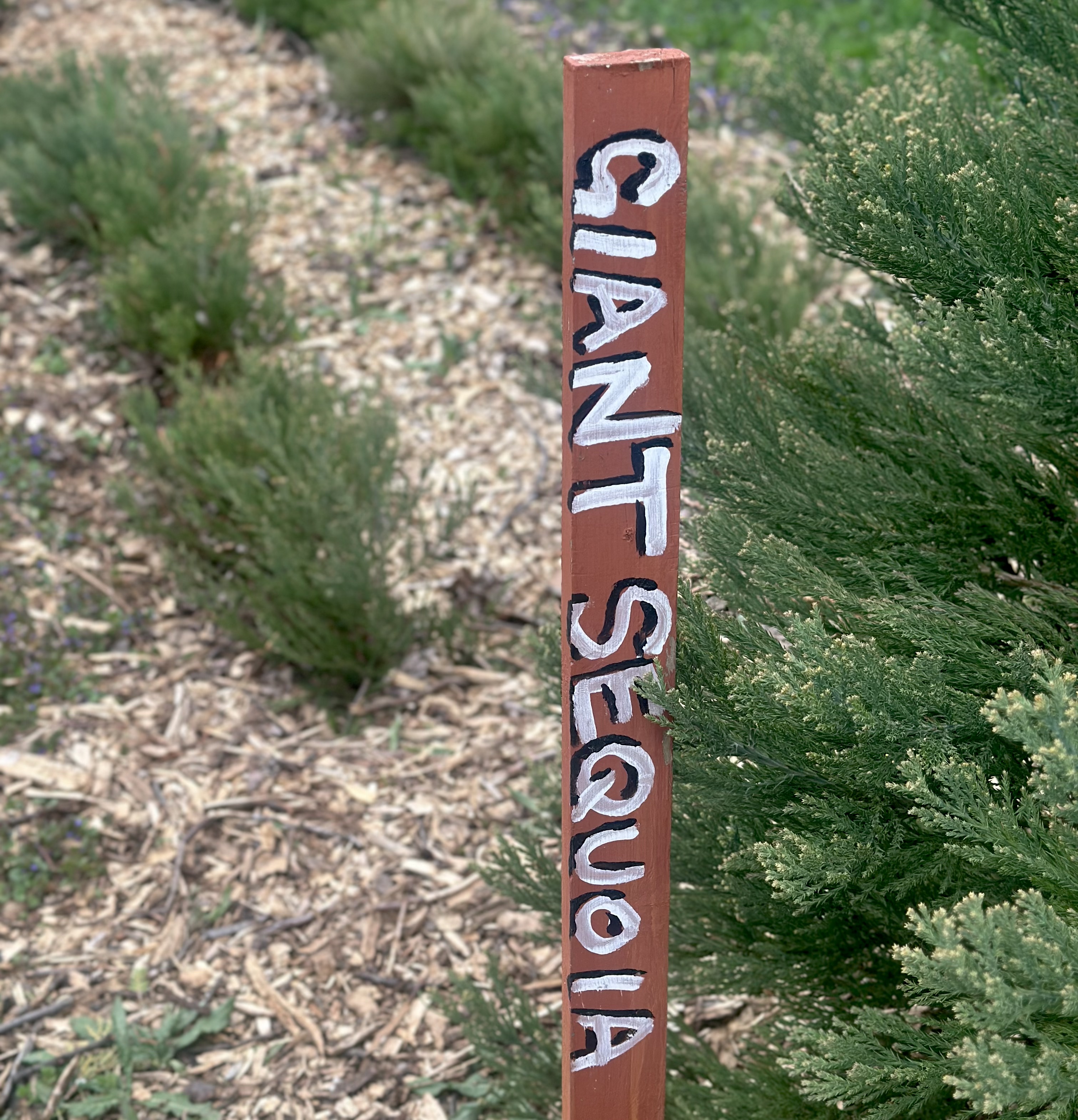 Giant Sequoia in Detroit's Circle Forest