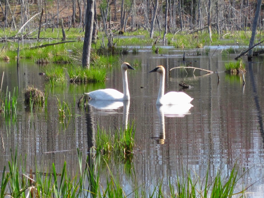 Happy Earth Day by Paul Bruce