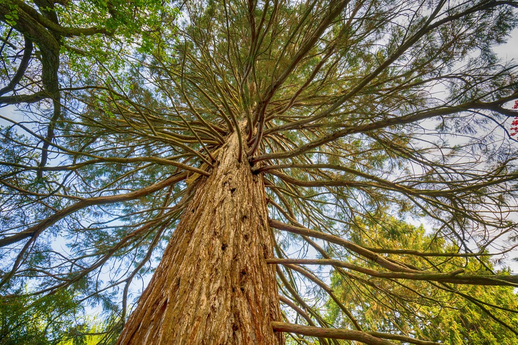 Sequoia Redwood Tree by Charles Bonham