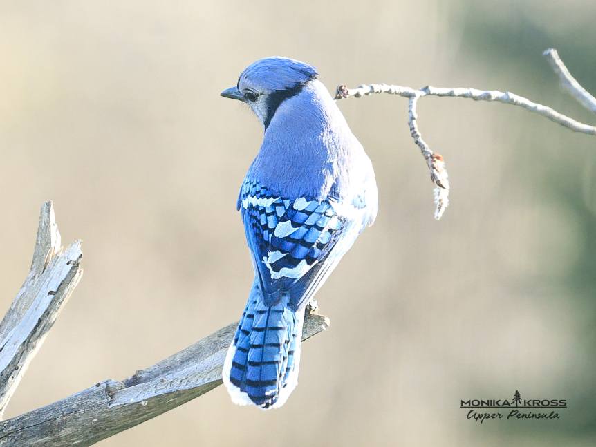 Bluejay by Monika Kross