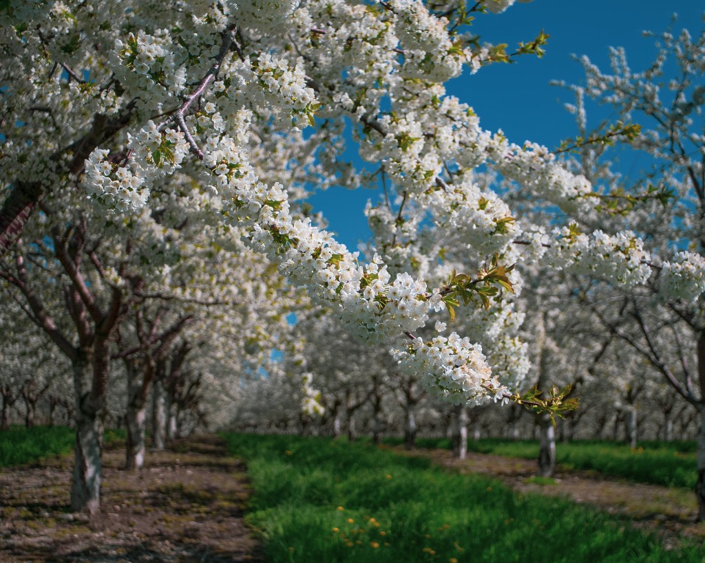 Cherry Blossom Time by Mark Smith