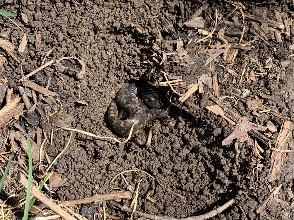 Drainspout Salamander by Mary Beth Lundquist