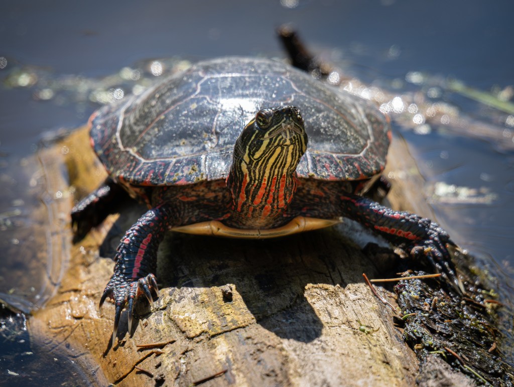  Painted Turtle by David Marvin