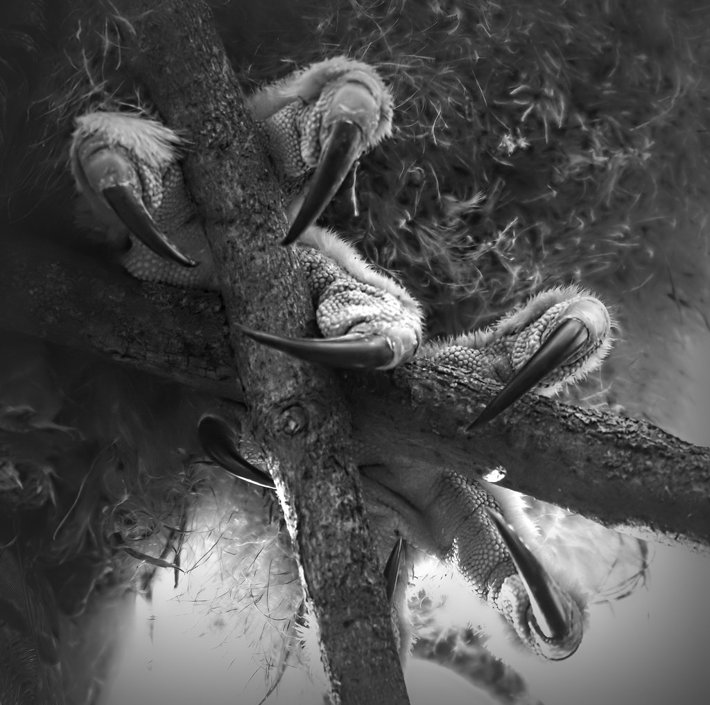 Talons by Kevin Povenz