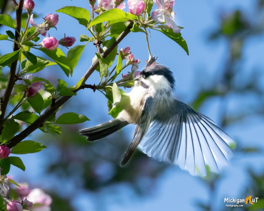 The Chickadee and the Apple Tree by Michigan Nut Photography