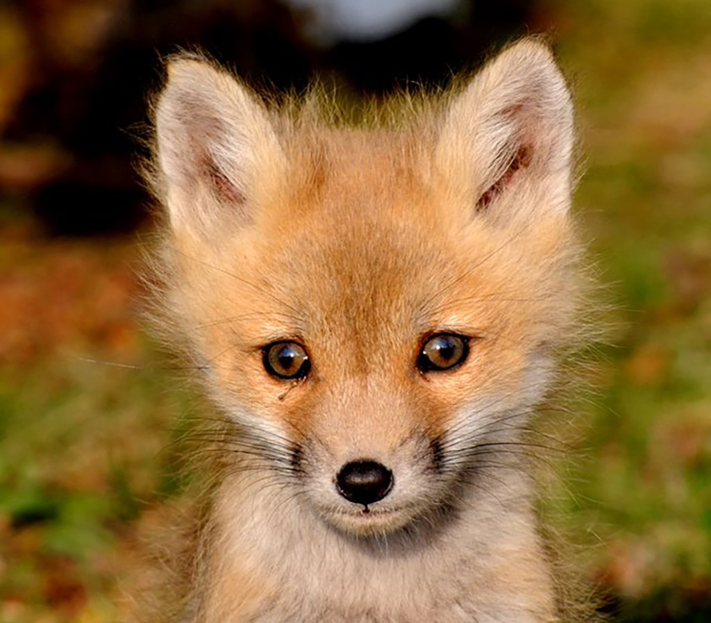 Where's Mom? by Julie Christiansen