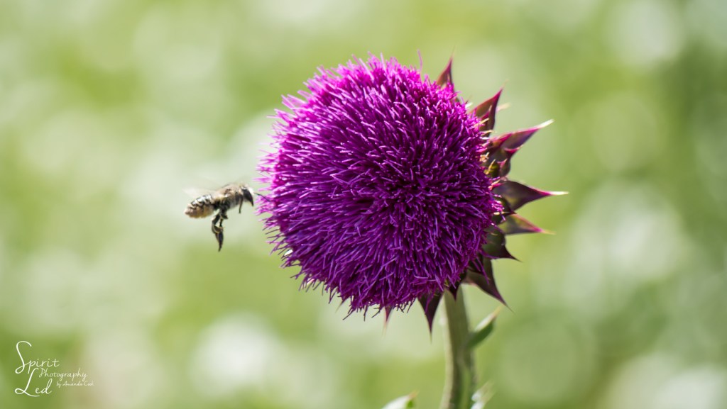 A Little Milk and Honey by amndcook