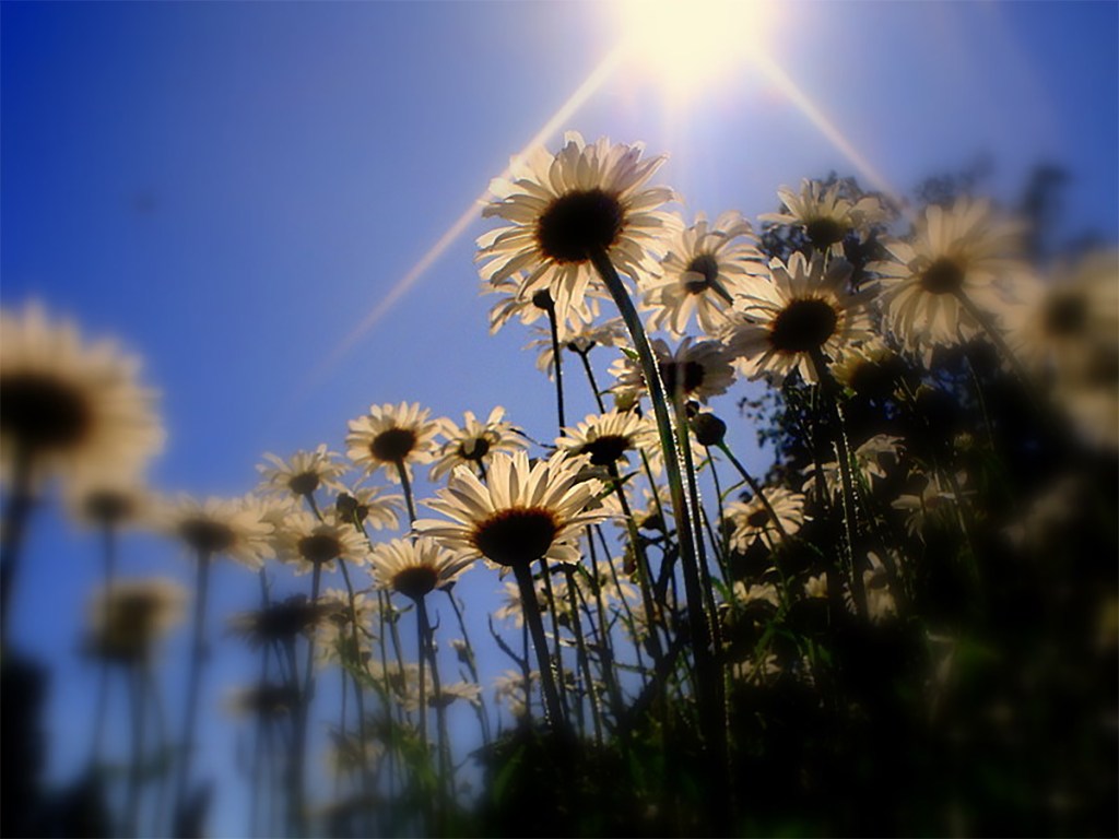 Summer Sizzler by Sue Zajac