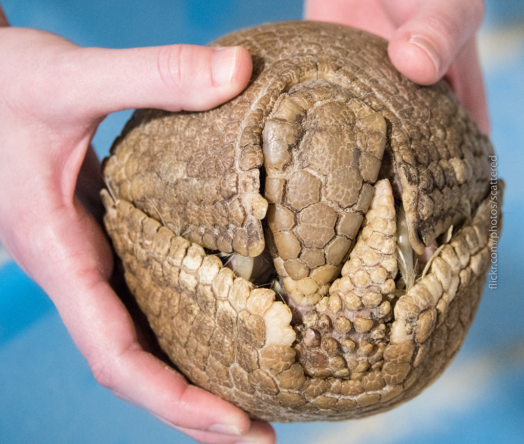 Armadillo Ball by scattered1