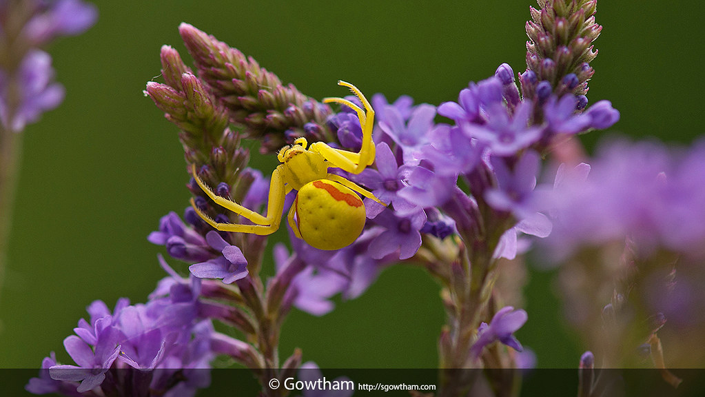 Golden Rod Spider by Gowtham