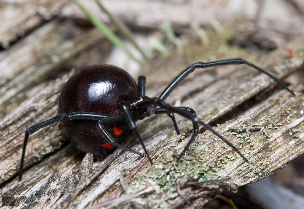 Northern Black Widow Latrodectus variolus by Nick Scobel