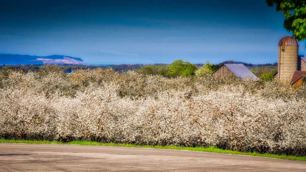 Sea of Blossoms by Mark Smith