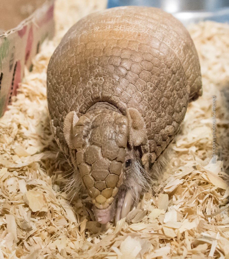 Southern Three-Banded Armadillo by scattered1