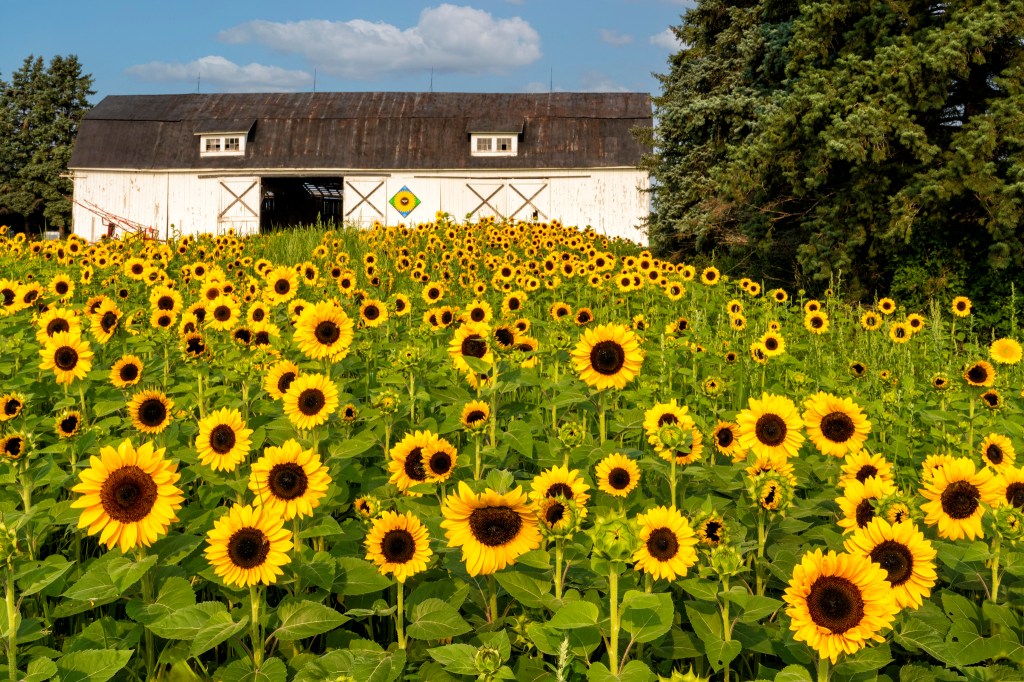 Sunflower Barn by Charles Bonham