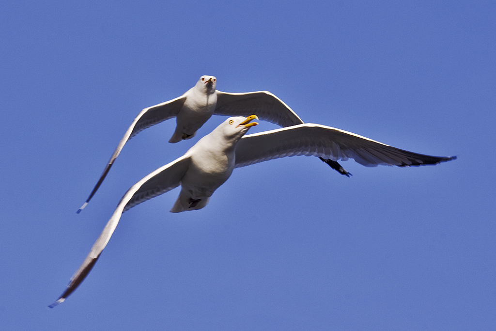 Herring and Ring-billed Gulls by John Dykstra