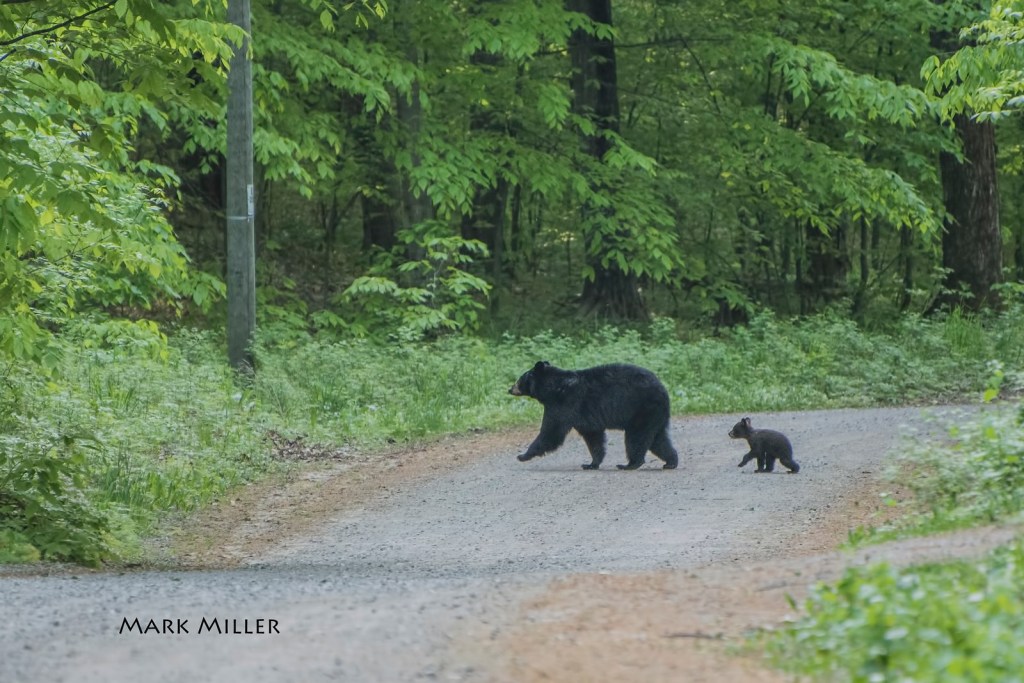 Saturday Morning Stroll by Mark Miller
