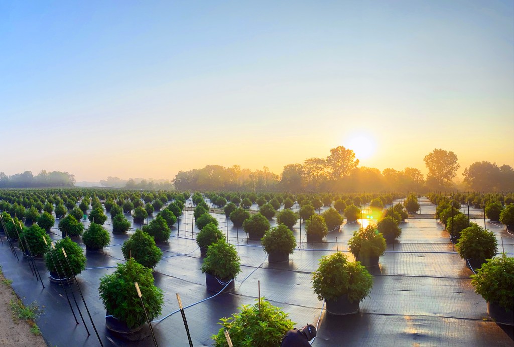 Cannabis in the Mist by Grasshopper Farms