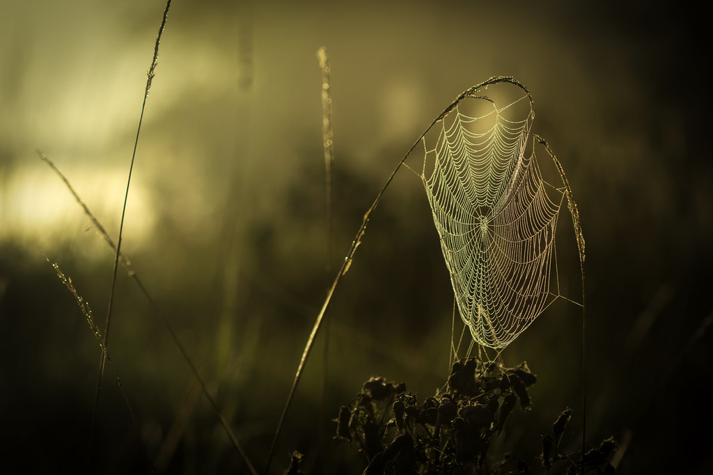 Early Morning Spider Web by Kevin Povenz