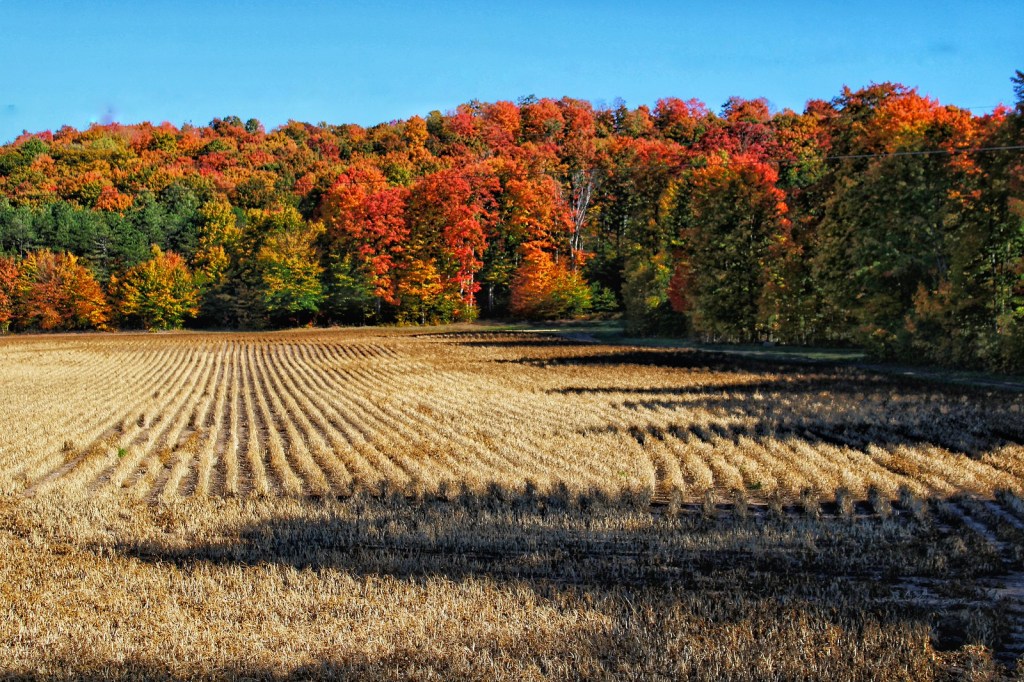 Soybeans and fall color. Pleasanton, Michigan by Mike Carey
