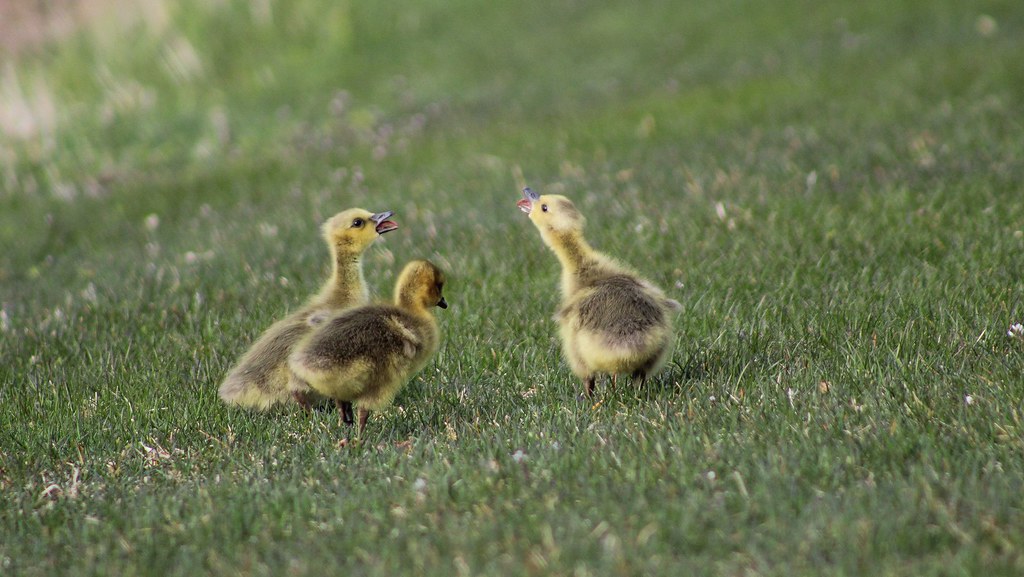 Three Puffs Arguing by Benjamin Pummell