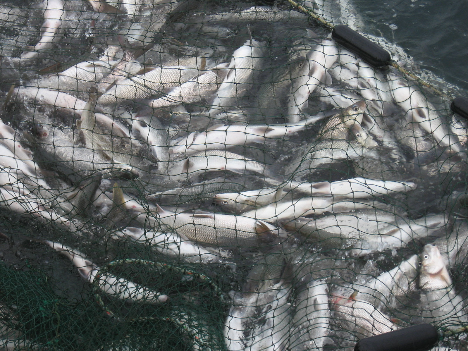 Fishing in Michigan by Abigail Lynch