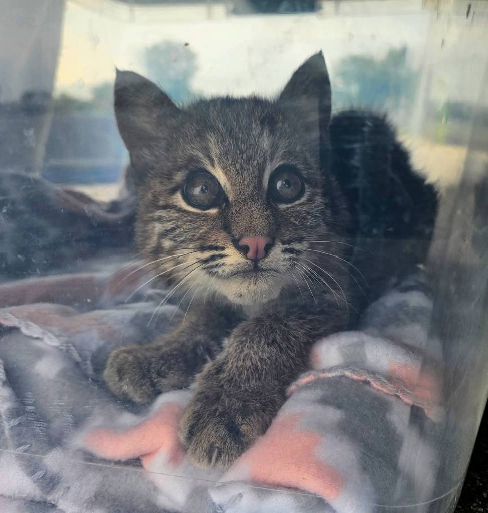 North American Bobcat Patient 25-1428 by ARK