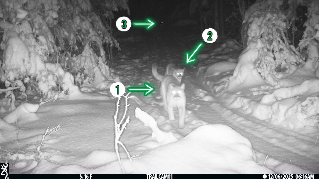 Cougar Cub Trailcam via Michigan DNR