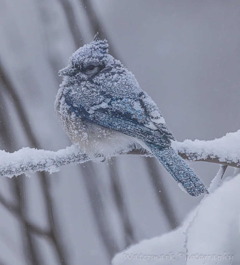 Tough to be a bird by Watermark Photography